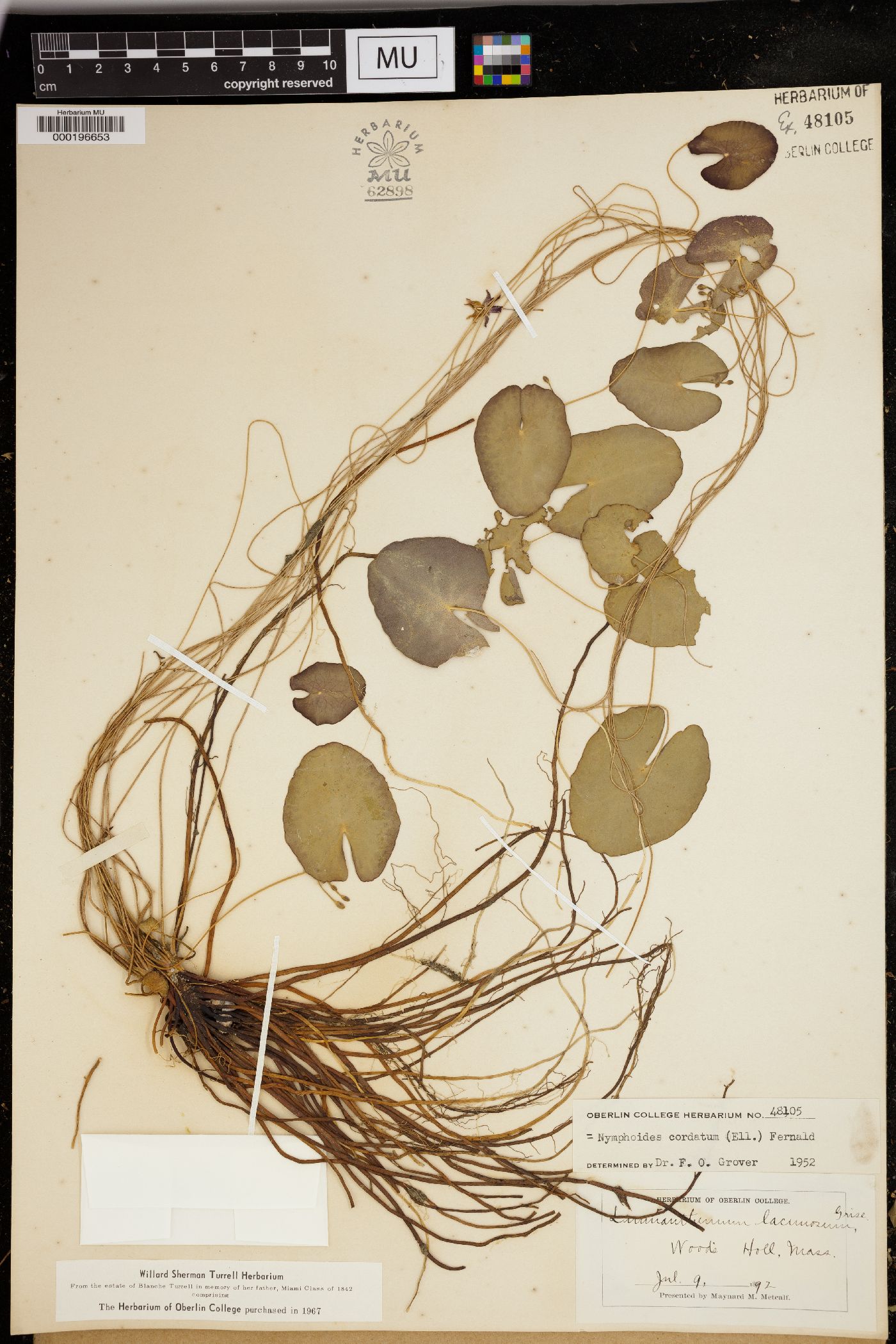 Nymphoides cordata image