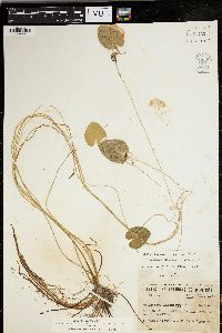 Nymphoides cordata image