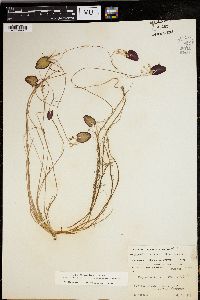 Nymphoides cordata image