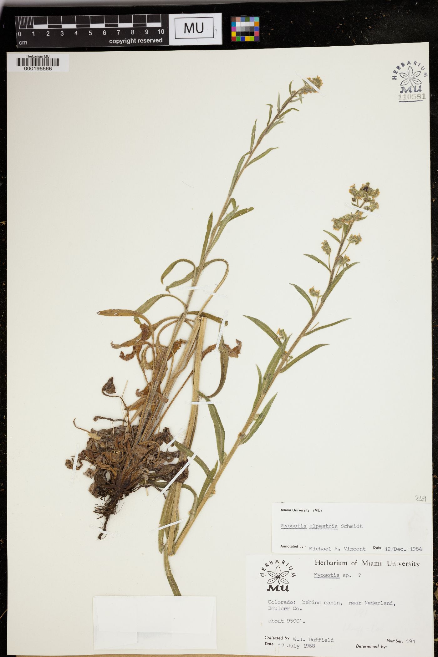 Myosotis alpestris image