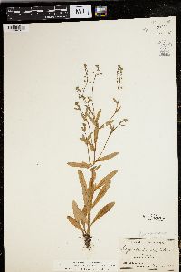 Myosotis laxa image