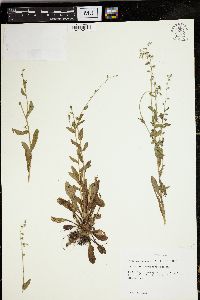 Myosotis macrosperma image