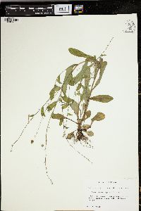 Myosotis macrosperma image