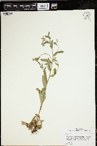 Myosotis macrosperma image