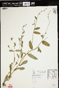 Myosotis macrosperma image