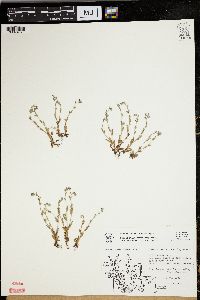 Myosotis micrantha image