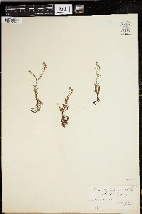 Myosotis scorpioides image