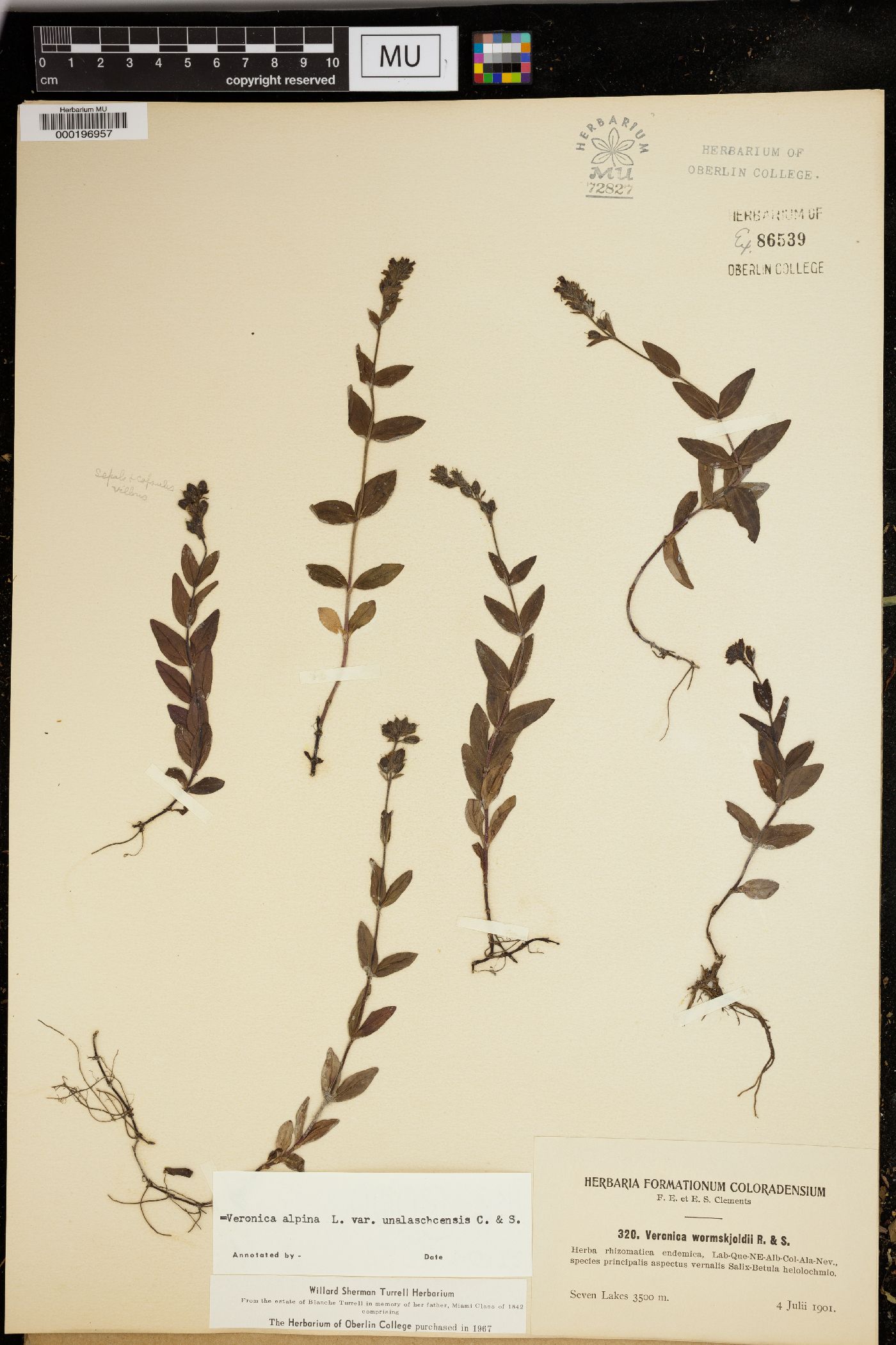Veronica alpina image