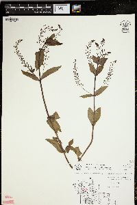 Veronica anagallis-aquatica image