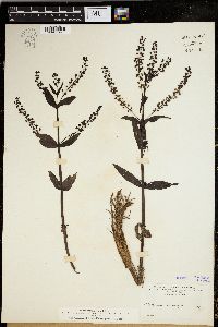 Veronica grandiflora image