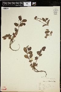 Veronica officinalis image