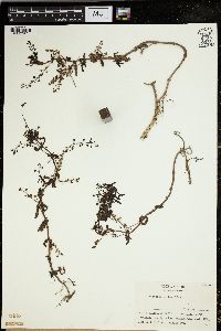 Veronica grandiflora image