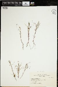 Veronica scutellata image