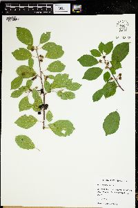 Frangula alnus image