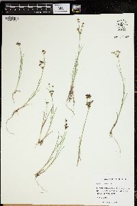 Juncus articulatus image