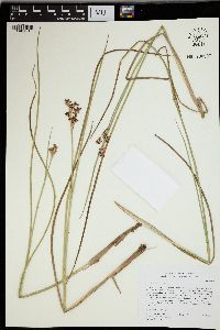 Juncus rugulosus image