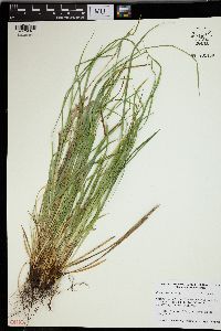 Carex jamesii image