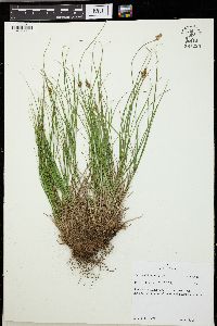 Carex subfusca image