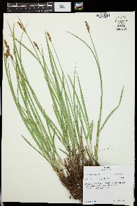 Carex leporina image