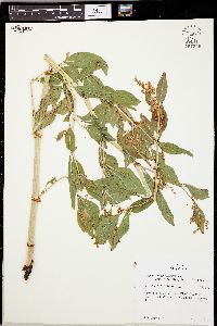 Aconogonon phytolaccifolium image