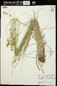 Carex argyrantha image