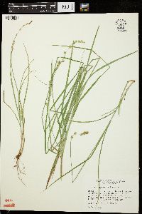 Carex argyrantha image