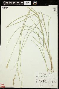 Carex argyrantha image