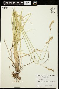 Carex argyrantha image