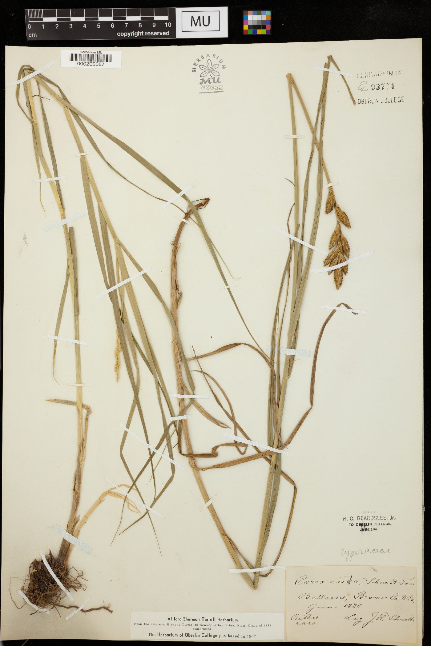 Carex sempervirens image