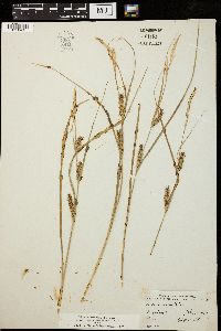 Carex setigera image