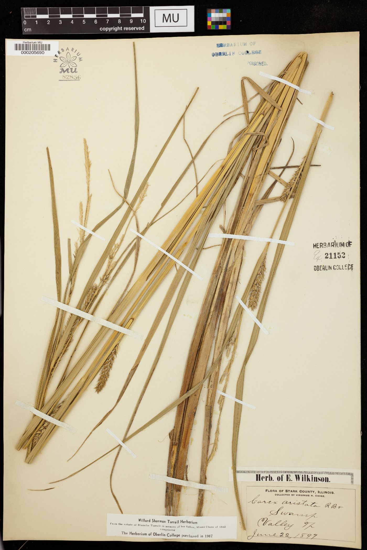 Carex setigera image