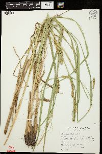 Carex atherodes image