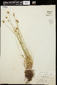 Carex athrostachya image