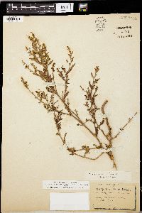 Polygonum aviculare var. buxiforme image