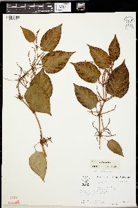 Reynoutria japonica image