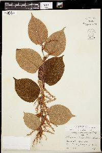 Reynoutria japonica image