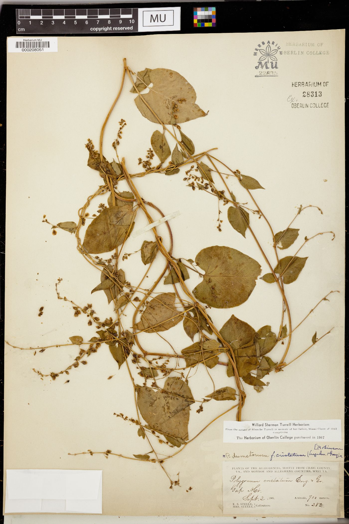 Fallopia dumetorum image