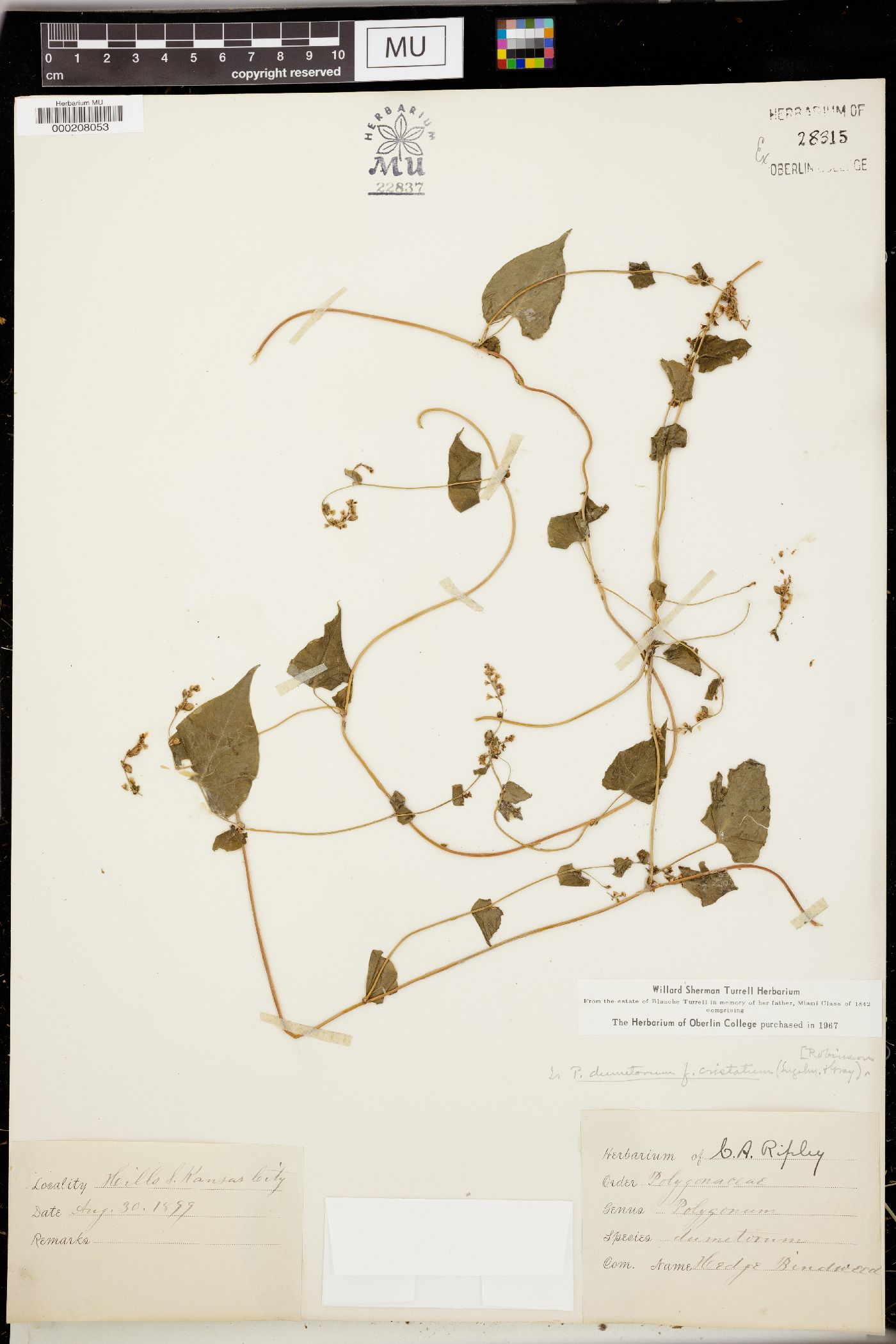 Fallopia dumetorum image