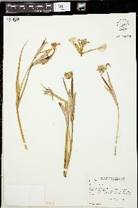 Iris versicolor image