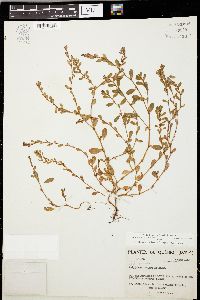 Polygonum fowleri image