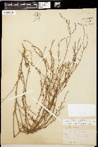 Polygonum fowleri image