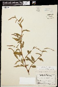 Persicaria hydropiper image