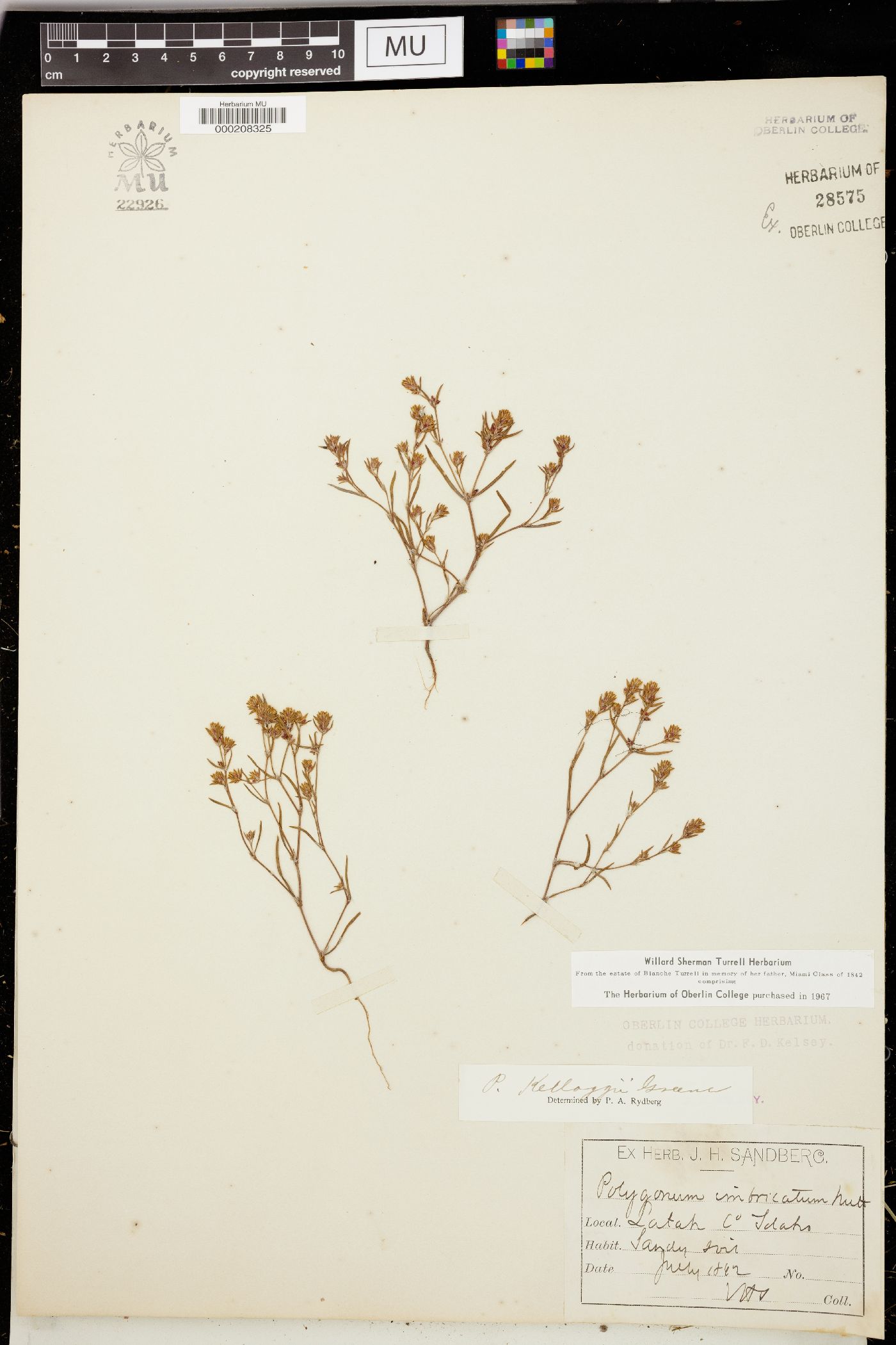 Polygonum polygaloides subsp. kelloggii image