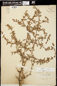 Polygonum aviculare var. buxiforme image