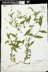 Persicaria longiseta image