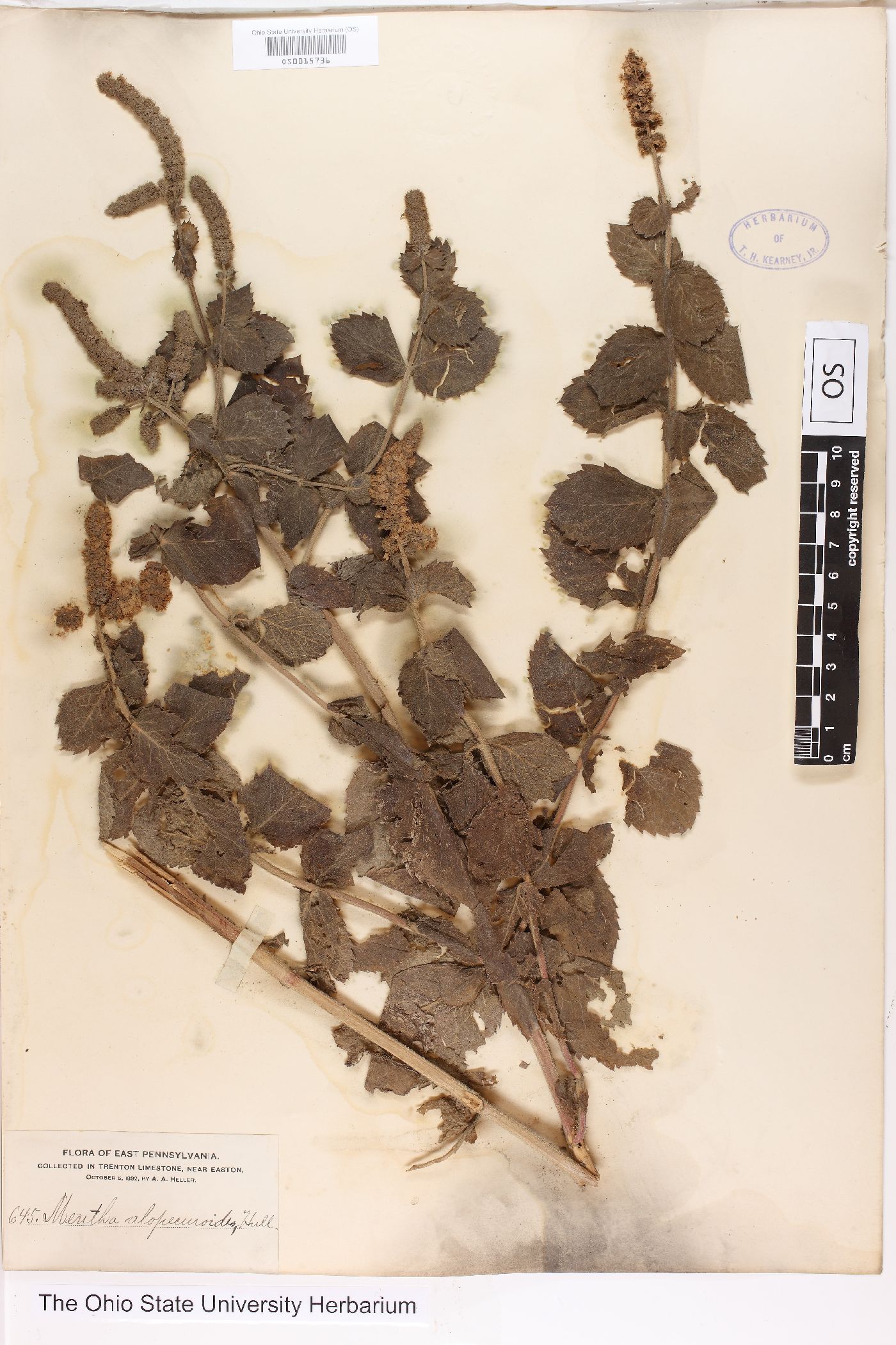 Mentha alopecuroides image
