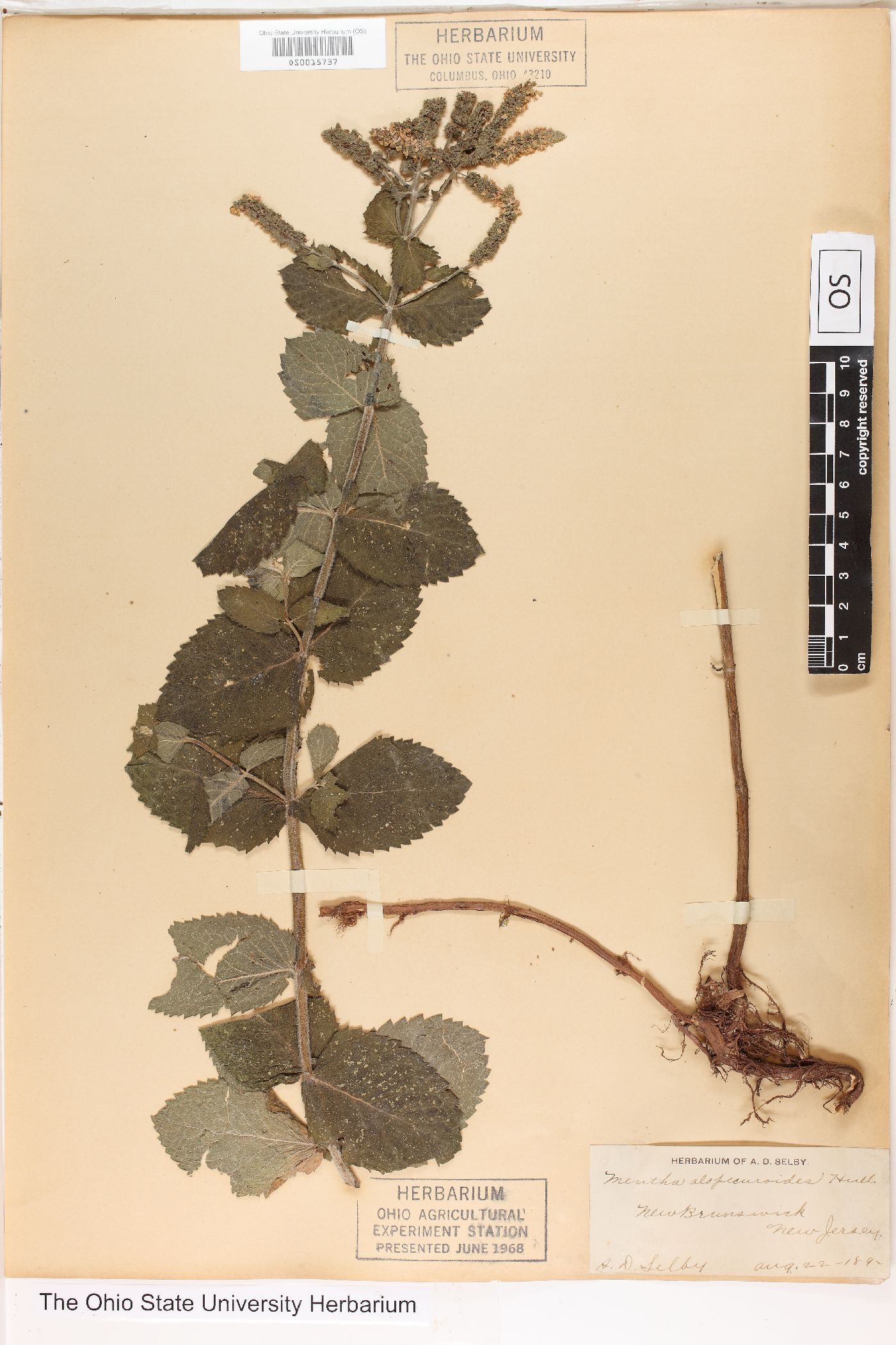 Mentha alopecuroides image