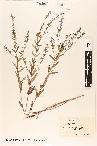 Lythrum dacotanum image