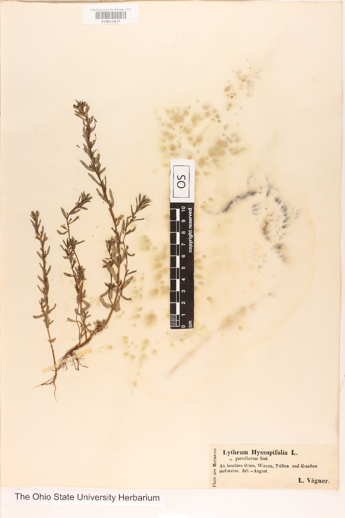 Lythrum hyssopifolium image