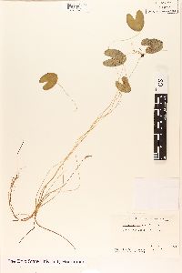 Nymphoides cordata image